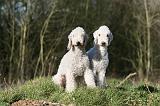 BEDLINGTON TERRIER 224